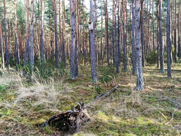 Przegląd i czyszczenie budek dla ptaków w Sieradzkich Parkach Krajobrazowych, 